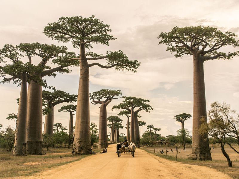 What to see and do in Madagascar