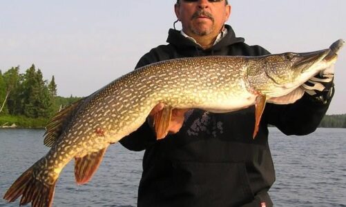 Guide to Northern Pike Fishing