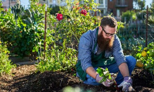 Gardening by the Organic Way